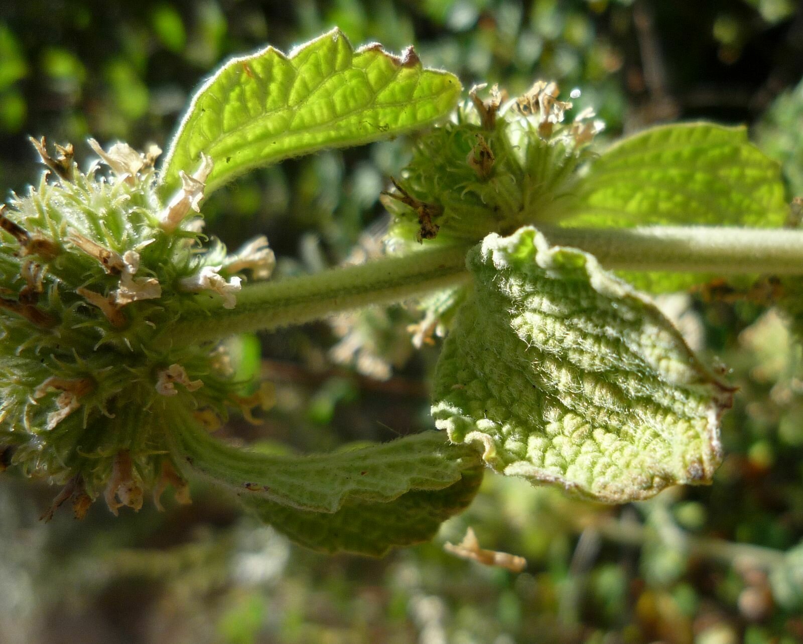High Resolution Marrubium vulgare Leaf